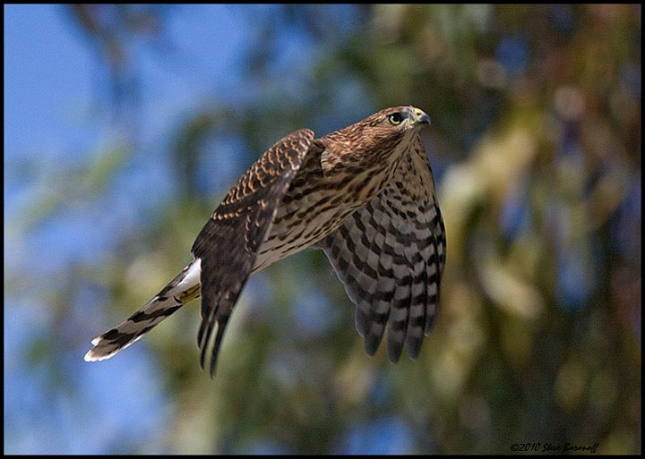_0SB4374 coopers hawk.jpg